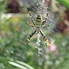 Argiope bruennichi1